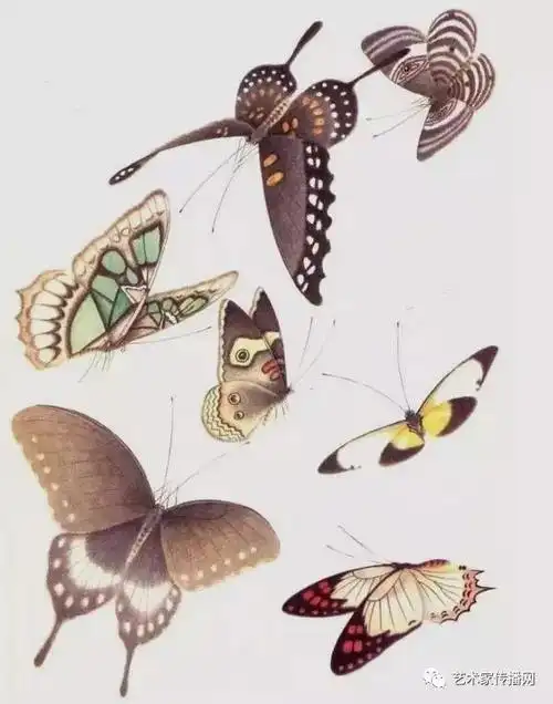 画蝶三剑客的工笔蝴蝶欣赏