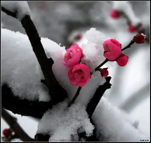 红梅傲雪头像