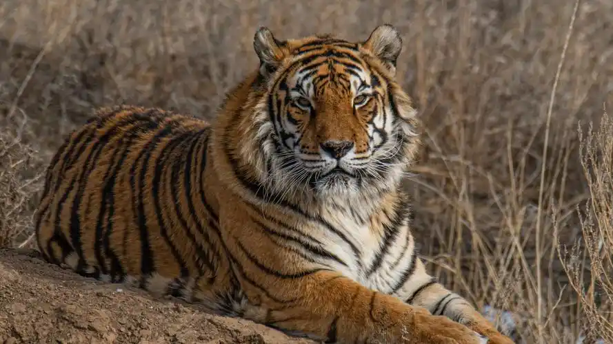 67m上传时间:2020-06-16壁纸标签:老虎4k壁纸封面图简介:老虎壁纸【88