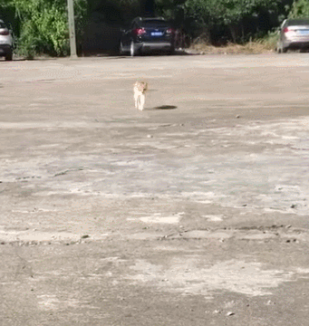 猫咪走出了六亲不认的步伐,家里有矿都这么走,猫咪:烫!烫jio