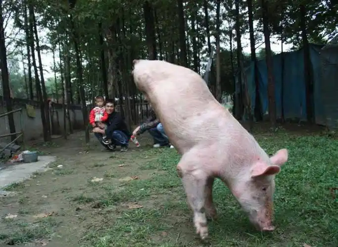 "猪坚强"生就两只前腿练就倒立行走