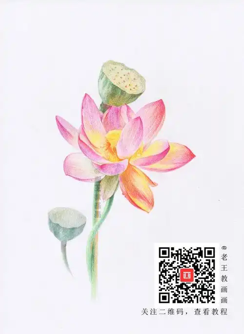彩铅荷花