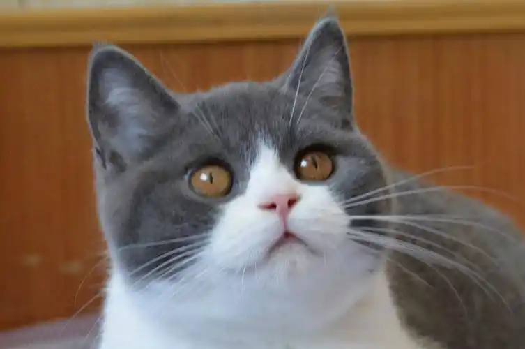 常见的英国短毛猫分类及价格,想成为铲屎官的可以参考一下