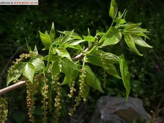 重阳木bischofia polycarpa (levl.) airy shaw