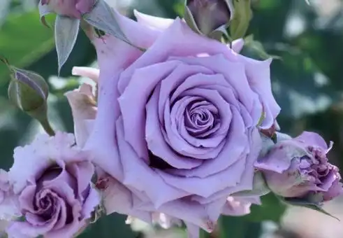 蓝色阴雨月季的缺点有什么 养殖如何修剪