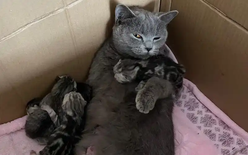 美短和蓝猫的结晶,美短度完蜜月就失踪了,至今未归.