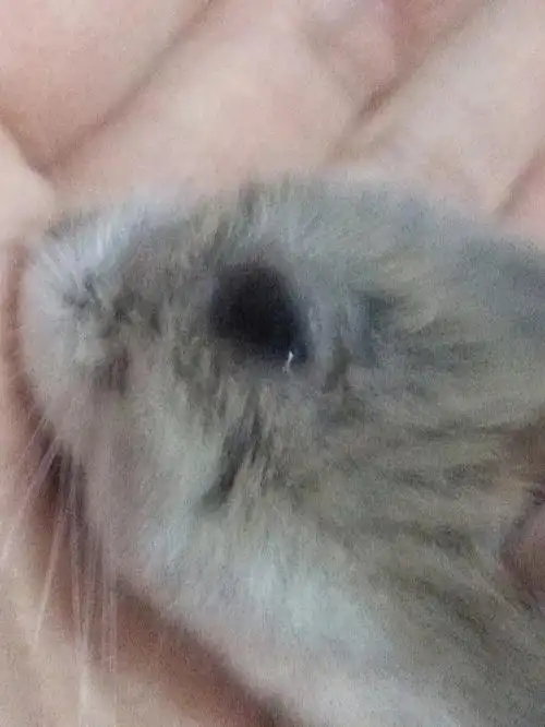 仓鼠有一只眼睛睁不开还都是眼泪怎么办