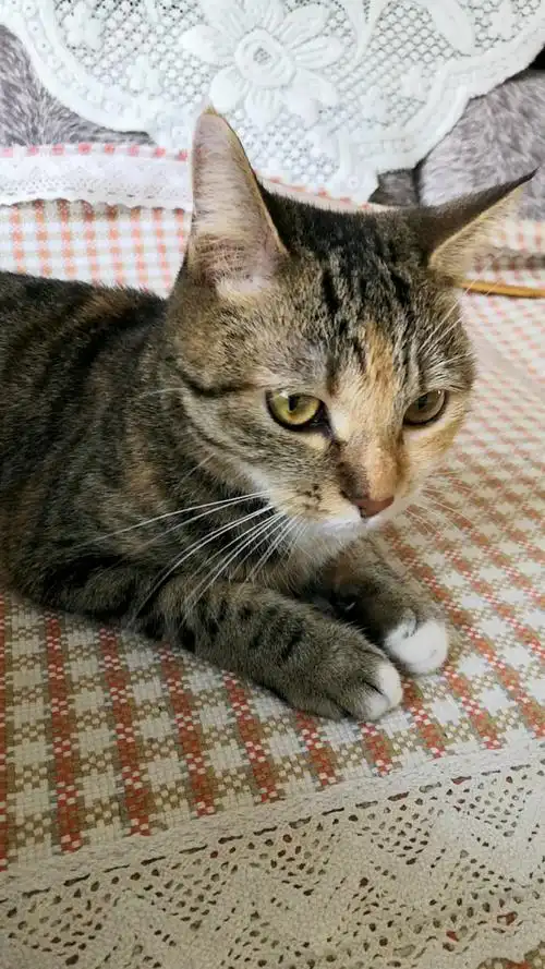 混血狸花猫#撒娇卖萌～网友:太可爱啦