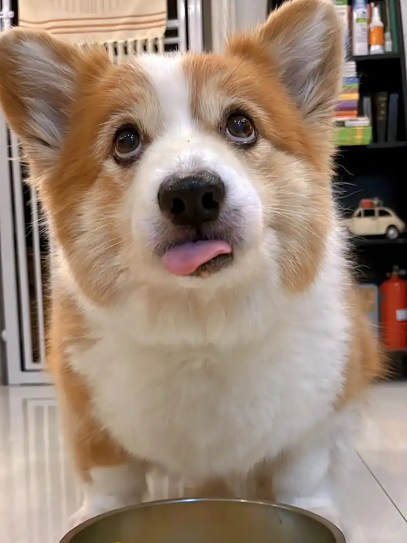 鬼脸小可爱.波波无比可爱的鬼脸瞬间#柯基 #今日份的小可爱已 - 抖音