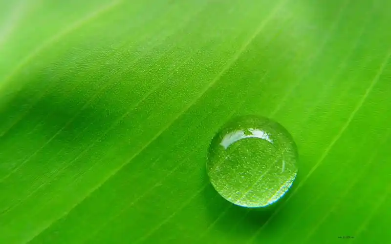 夏季清凉绿色清新树叶水滴桌面护眼壁纸高清大图预览1920x1200_植物
