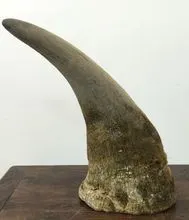 亚洲犀角价格更高,由于利益驱使被大肆捕杀,现被列入《濒危野生动植物