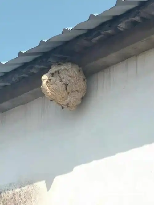 居民家惊现特大马蜂窝 民警果断出手清除隐患|消防官兵|消防人员_网易