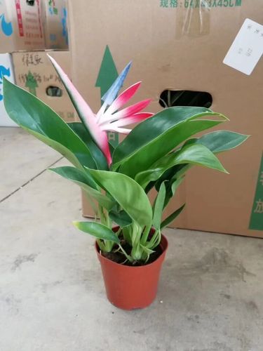 四季易养室内室外天堂鸟盆栽花卉绿植带花发货办公室盆景小盆栽