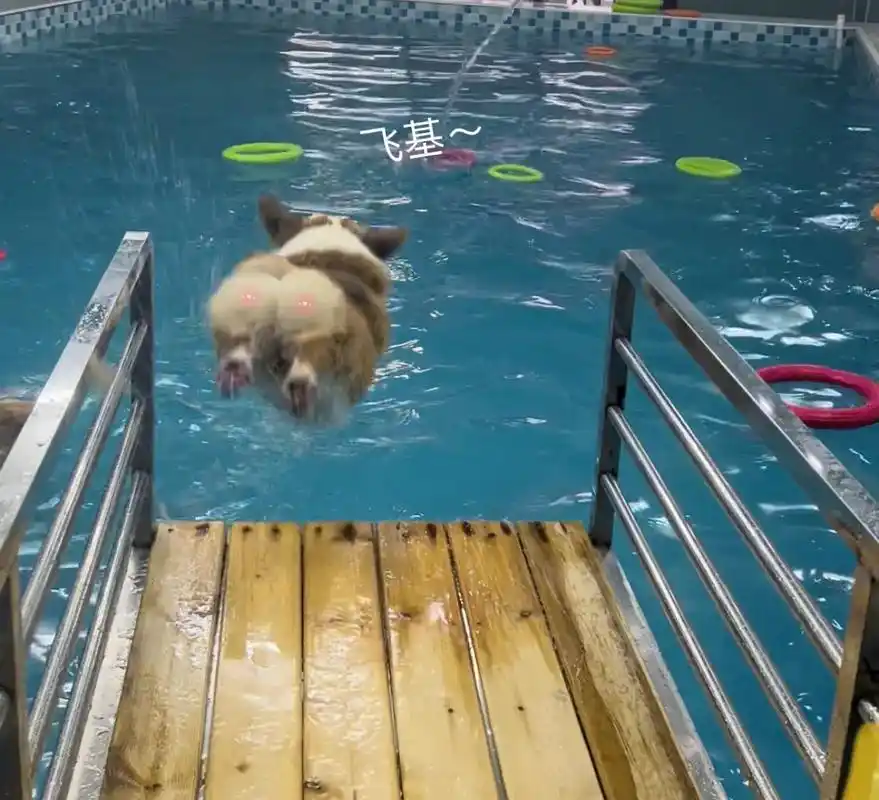 小柯基游泳 是来搞笑的没有错了98 跳水0分!#柯基 #狗狗 - 抖音