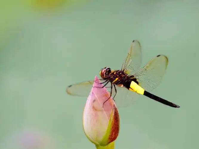 蜻蜓,荷花花蕾