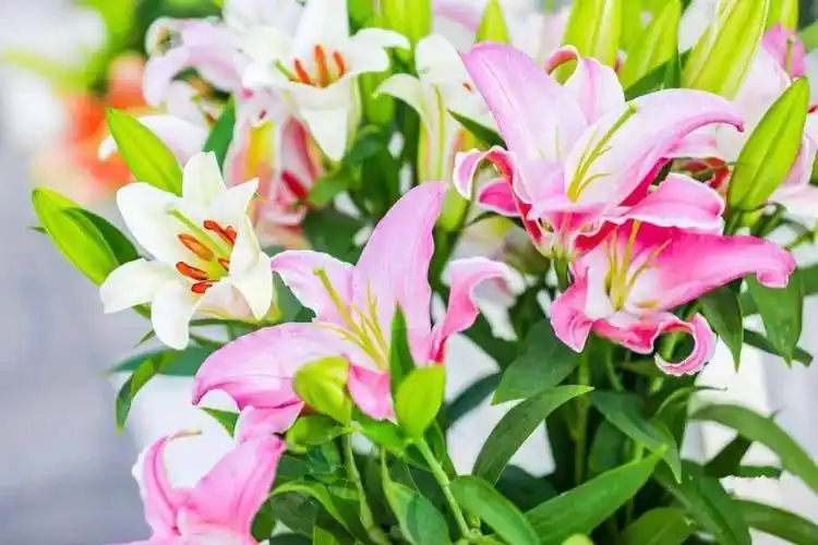 百合绽放美好生活 | 第五届中国凌源百合节即将开幕!_活动_产业_乡村