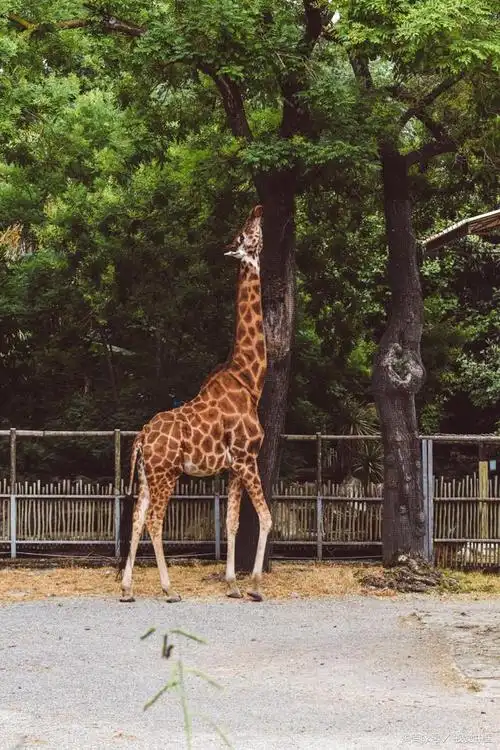 你不知道长颈鹿的10个冷知识