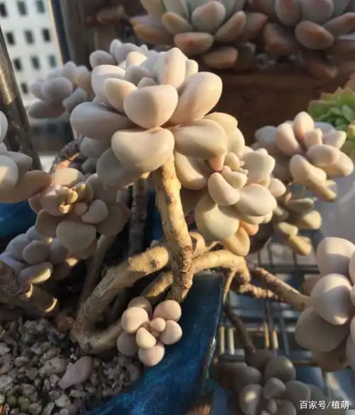 养了5年的艾伦,终于培养成悬挂的老桩