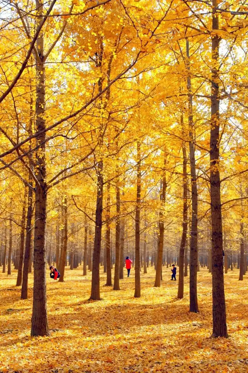 又到了一年赏黄叶的季节啦 秋天的颜色 治愈的风景#感受大自然 - 抖音