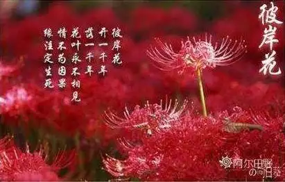 彼岸花的诅咒的故事彼岸花花语的由来与含义