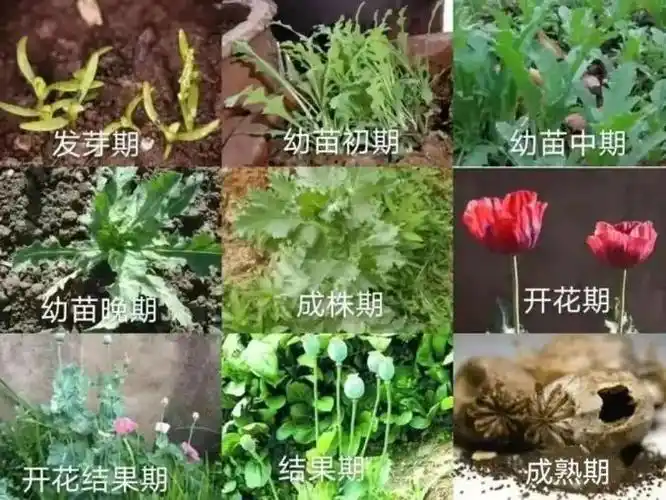 罂粟"撞脸"蔬菜分辨攻略奉上!