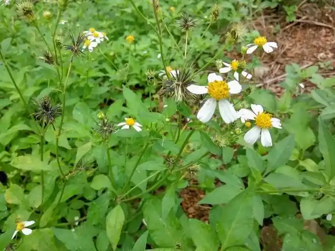 农村多少野草是中药材(50种农田常见杂草) - 青木春