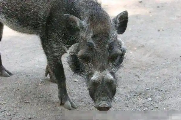 世界上最丑的猪!英科学家意外拍到「爪哇疣猪」,濒临灭绝!