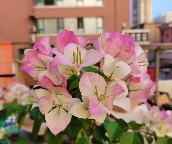 4种漂亮花,"耐晒耐热"又好养,不怕晒太阳,花开不停