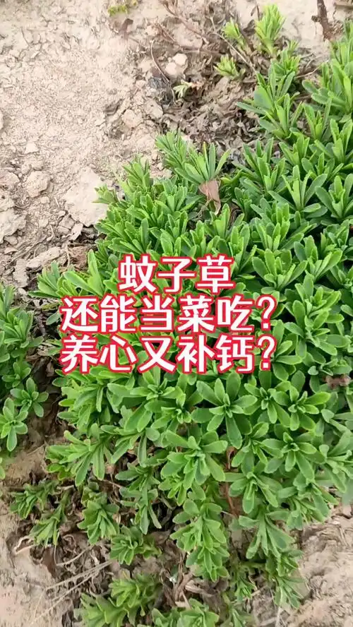 农村最常见的蚊子草,还能当菜吃,你知道吗?作用还很厉害-度小视