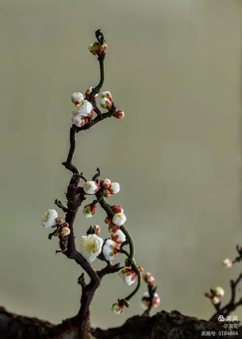 龙游梅花俏枝头