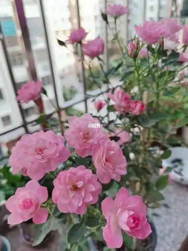 仙仙的天荷繁星月季