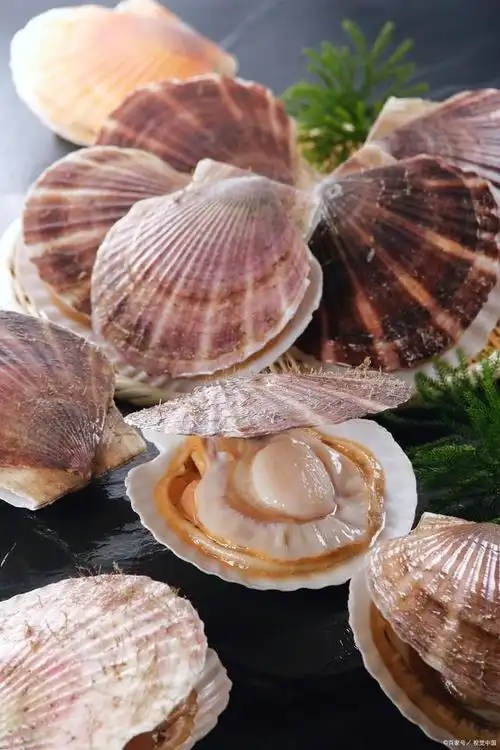 贝壳类海鲜有哪些