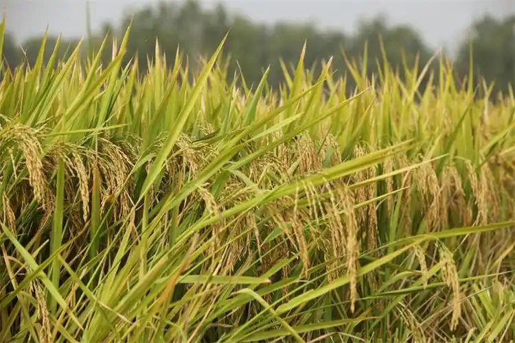 【原创】信阳市平桥区:金秋稻黄美如画  田间绘出"丰收图"_fororder