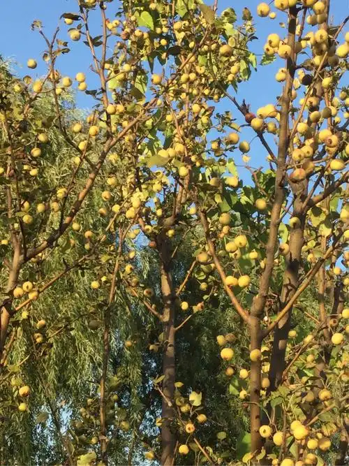 看这棵海棠树结的果实硕果累累.