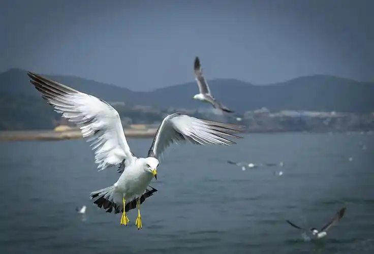 【海鸥展翅摄影图片】生态摄影_太平洋电脑网摄影部落