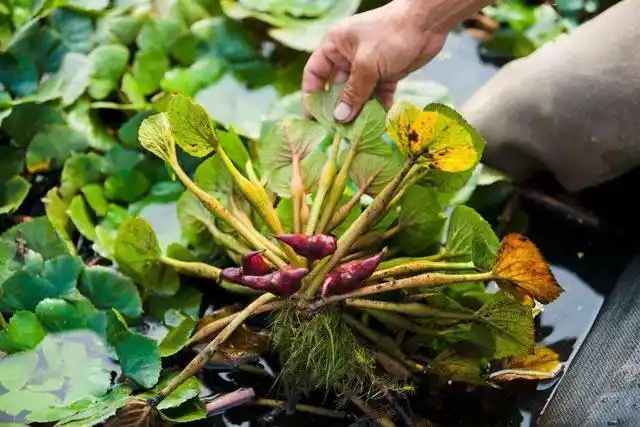 菱角是什么东西?