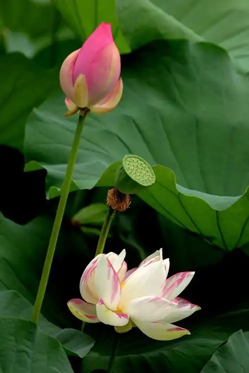 惊艳-北京动物园的荷花在当下显得与众不同,高雅圣洁,唯美动人,十分