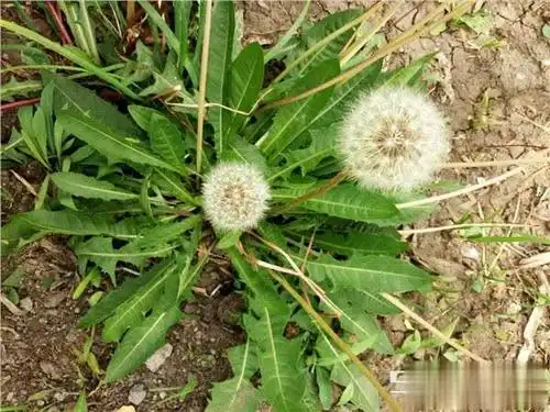 蒲公英作为一种"天然抗生素",泡一宝,全身毒素都赶跑!