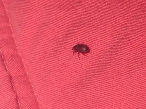 这是什么虫子?半夜看电子书时发现的,有毒么?对人有没有害?