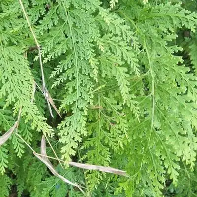 新鲜乌蕨500克乌韭细叶凤凰尾大叶金花草小叶鸡尾草 下单现采乌蕨