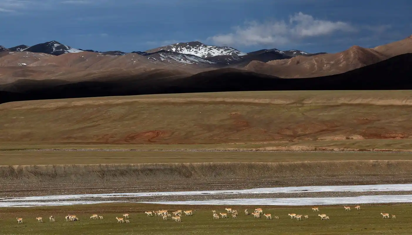新疆阿尔金山国家级自然保护区藏羚羊进入产羔高峰