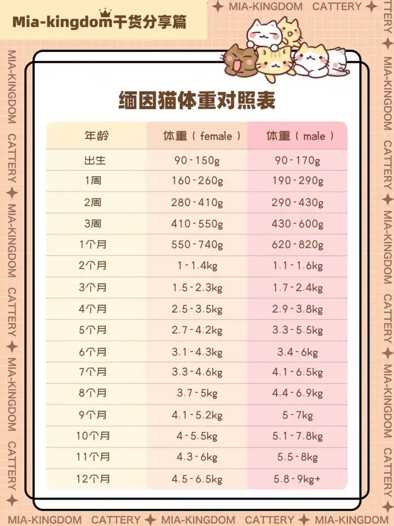 缅因猫体重对照表!快看看你家崽达标了吗17 哈喽!