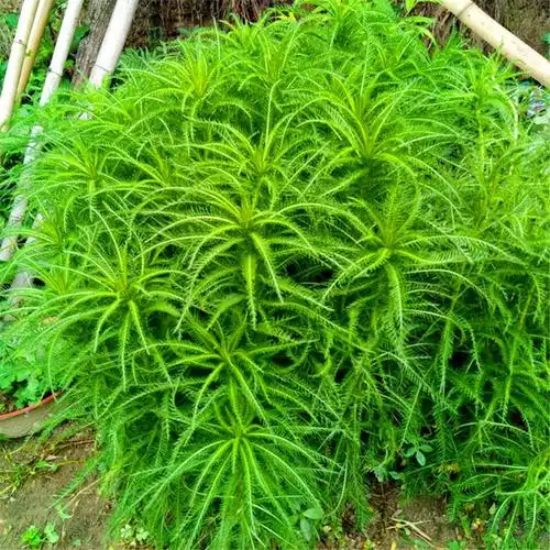 蓍草一支蒿飞天蜈蚣庭院楼顶中药材 券后15元包邮