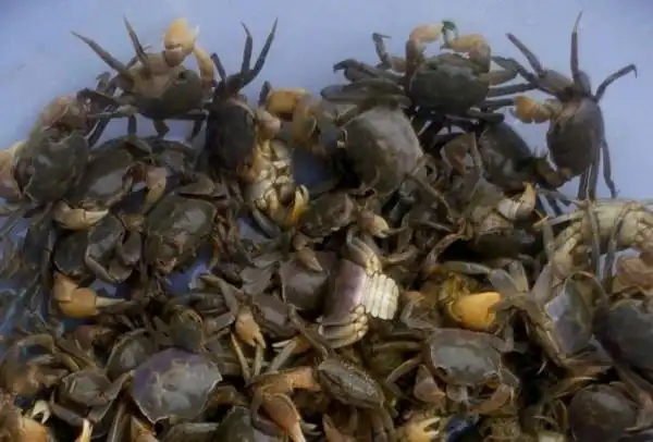 油炸,腌制了biggio313 发表于 2013-4-30 23:20   螃蜞(拼音pang qi)