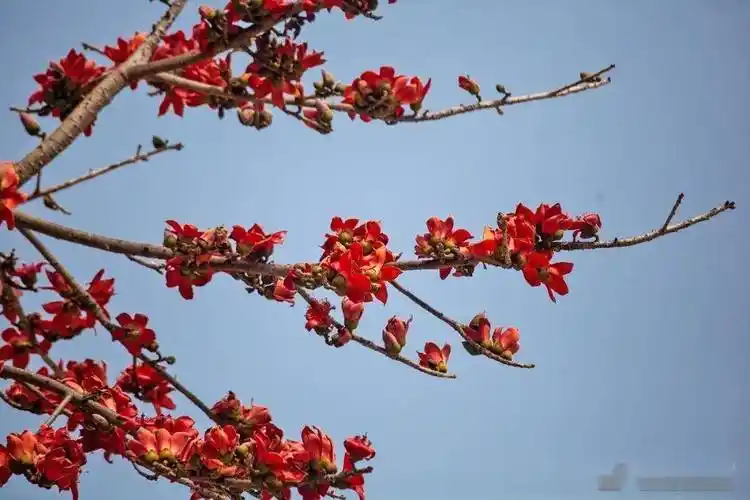 木棉花开了 你赴约了吗_木棉树_隆安_花朵