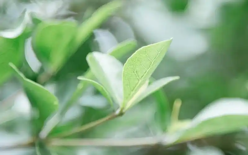 夏季小清新绿色植物图片桌面壁纸