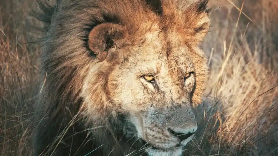 狮子壁纸【214】