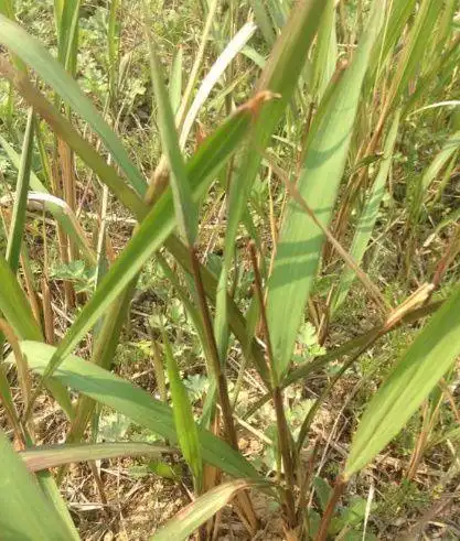 农村,随处可见这样的野草,它的名字叫毛针草,有的地方叫黄菅根,茅刺草