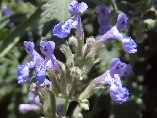 农村长相极丑的蛤蟆草又叫雪见草,还可以活血止咳消炎!_植物
