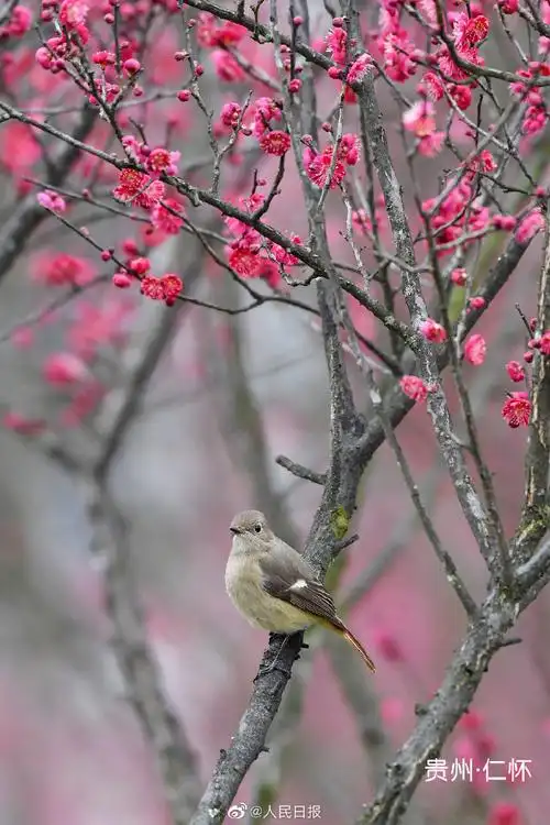 梅花绽放壁纸##多地梅花绽放迎新春